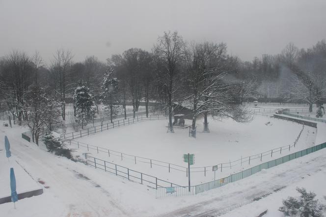 "Elka" w Parku Śląskim. Widok z góry