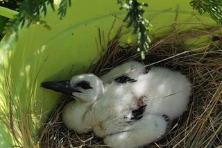 Bocianie pisklę znów w gnieździe [GALERIA]