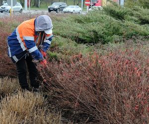 Grabią, sadzą, przycinają. Do uporządkowania jest prawie 800 ha terenów zieleni 