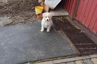 Mały Kazik szuka nowego domu