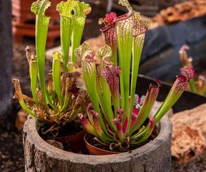 Sarracenia