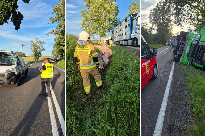 170 świń na drodze. To efekt wypadku drogowego pod Bytowem [ZDJĘCIA]
