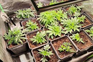 Jaworzno: Policja zlikwidowała domową plantację marihuany. 47 krzewów warte ponad 50 tys. zł