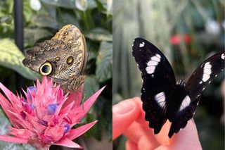 Setki kolorowych motyli w łódzkim zoo! Powraca wyjątkowa atrakcja