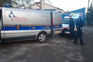 Dom grozy w Łodzi: Dwoje dorosłych i 20 wychudzonych psów żyło w niewyobrażalnym SMRODZIE I SYFIE!