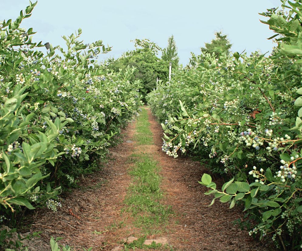 Plantacja borówki amerykańskiej z licznymi krzewami owocowymi po obu stronach ścieżki, symbolizująca potencjał zdrowej gleby i inwestycji w badania. Więcej o nawożeniu i analizie gleby przeczytasz na portalu Super Biznes.
