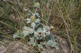 Mikołajek nadmorski - Eryngium maritimum