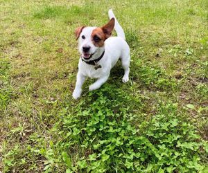 Te psy skradły serca gwiazd! Niektóre wyglądają jak z bajk