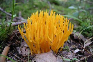 Ten grzyb wyglądem przypomina rafę koralową. Rośnie w polskich lasach i jest jadalny, choć prawie nikt go nie zbiera