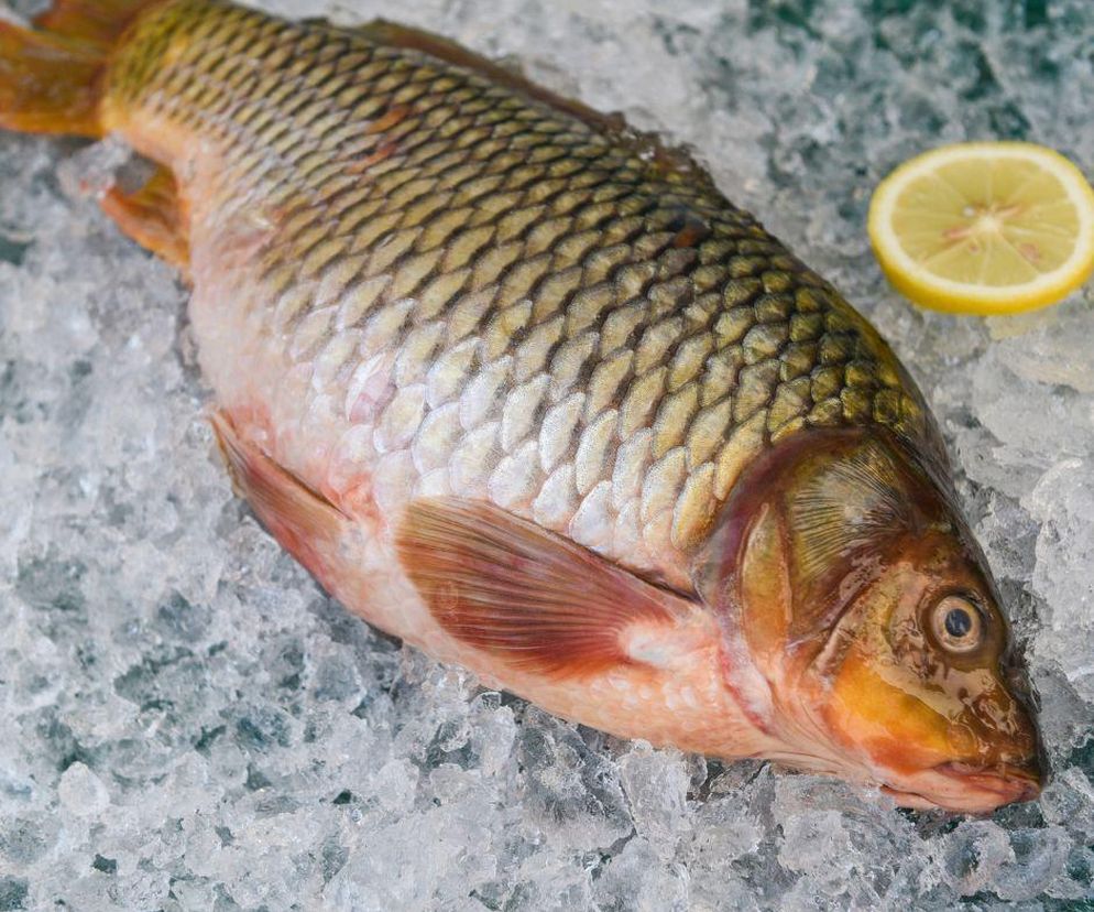 Karp