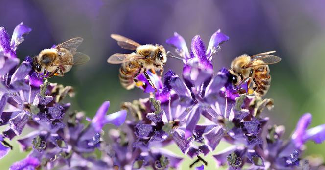 Dziś Światowy Dzień Pszczoły - Grabów nad Prosną zrobił dla nich prezent i zasadzi lipy i jarząby