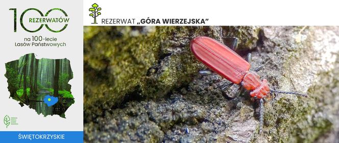 Góry Wierzejska pod Kielcami będzie nowym rezerwatem