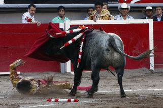 Jose Tomas matador ugodzony rogiem przez byka