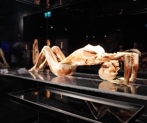 Wystawa z ludzkiego ciała. Body Worlds powróciła do Gdańska po 5 latach 