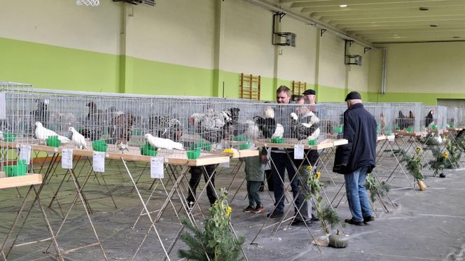 Kalisz. Rasowe gołębie, drób i króliki można podziwiać w hali OSRiR