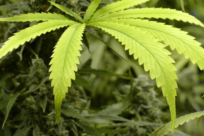 Rząd założy plantacje marihuany