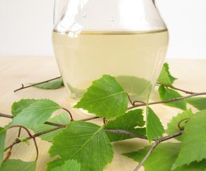 Syrop z liści brzozy - właściwości i zastosowanie brzozowych listków