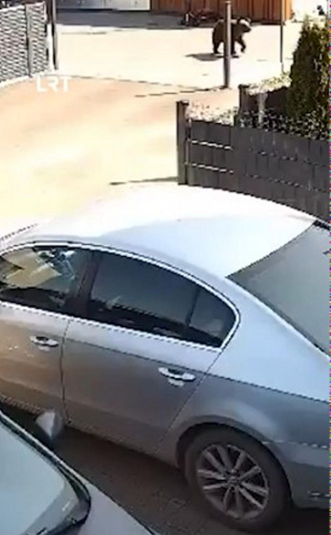 Niedźwiedź w Wilnie