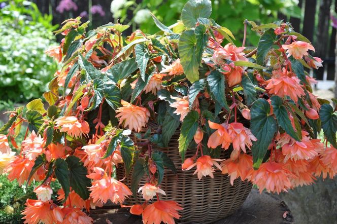 Begonia kaskadowa