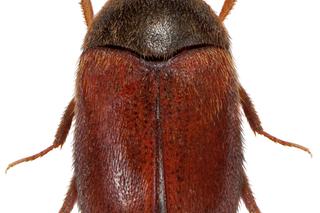 Atak afrykańskich chrząszczy w Warszawie! Są gorsze od moli, uważajcie na ubrania