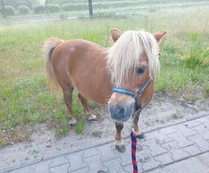 Po ulicach Szczecina biegał... kucyk! Policjantka ruszyła w pościg 