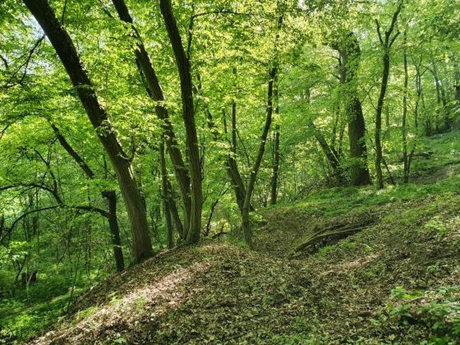 Nowy rezerwat blisko Bydgoszczy. Co można podziwiać na "Zboczach Świętopełka"? Jak tam dotrzeć? 
