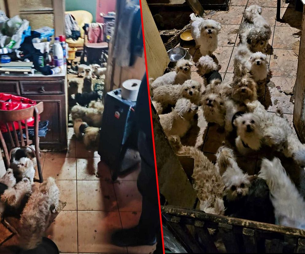 Koszmar w nielegalnej hodowli psów. Prawie 40 zwierząt w skandalicznych warunkach!