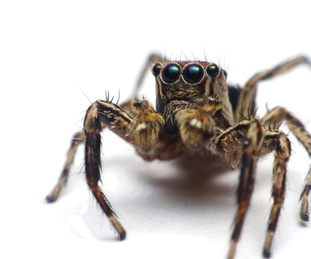 Arachnofobia objawia się m. in. wyolbrzymianiem rozmiarów samego pająka, który w wyobraźni osoby, która się go boi jest większy niż w rzeczywistości.