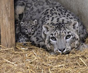 W śląskim zoo na świat przyszły dwie urocze pantery śnieżne. Tak rodzi się piękno