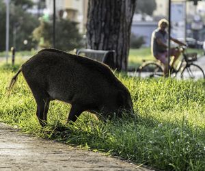 Jak skutecznie odstraszyć dziki? Sposoby, które działają