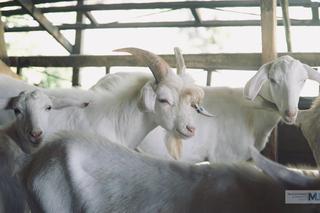 Miss koza! Nowa gwiazda sieci 