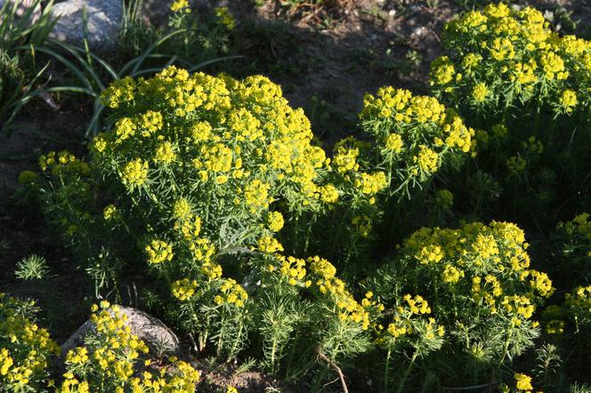 Wilczomlecz sosnka - Euphorbia cyparissias