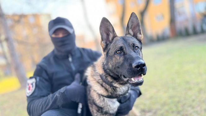 Jack to nowy funkcjonariusz policji. Będzie wyszukiwał ludzkie zwłoki