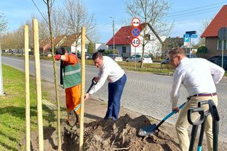 Wiosenne sadzenie w Lesznie. 5 jarząbów pospolitych dołączyło do akcji „1000 drzew dla Leszna”