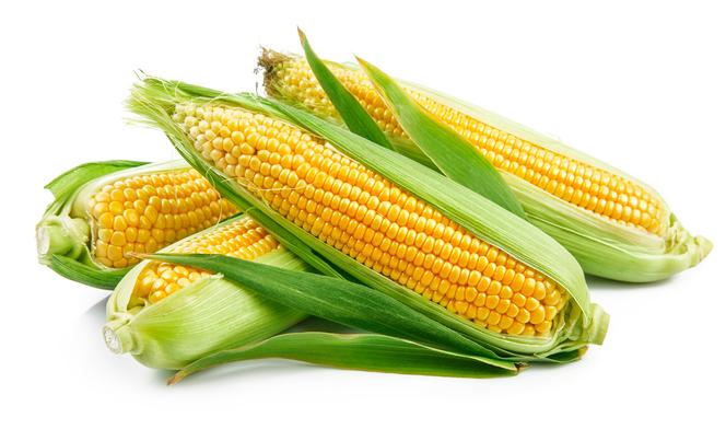 6 miesiąc ciąży - Twoje dziecko jest wielkości kolby kukurydzy