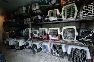 Przez Kraków przewozili kilkadziesiąt psów i kotów w klatkach