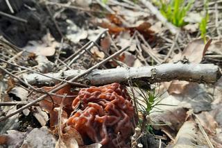 Silnie trująca piestrzenica kasztanowata mylona ze smardzem jadalnym [ZDJĘCIA]