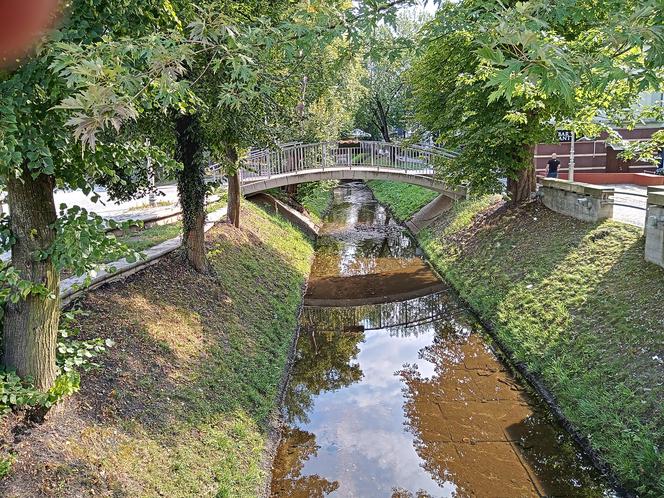 Szczury grasują w centrum Kielc nad Silnicą!