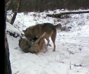 Wilki bawią się beztrosko w lesie pod Częstochową