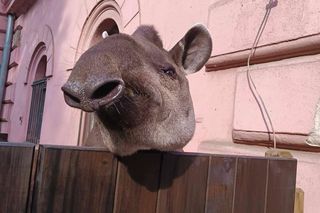 Ulubienica wrocławskiego zoo wyjechała do Francji Tapirzyca Sara bezpiecznie trafiła do Zoo de Cerza 