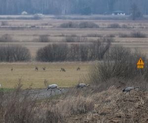 Żurawie powróciły do Poleskiego Parku Narodowego