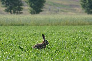 Polska Miedź dba o piękno natury 