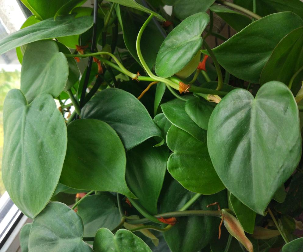 Philodendron scandens. Jak o niego dbać?