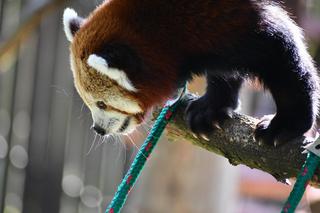 Cud narodzin w poznańskim zoo! Czekali na to ponad 20 lat