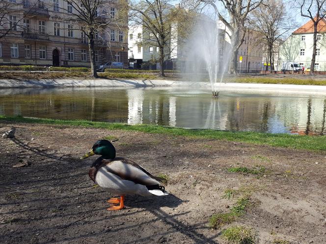 Kończy się czwarty etap rewitalizacji parku na Pl. Kościuszki w Lesznie