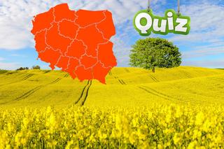 QUIZ. Czwartkowa geografia. Które województwo jest większe? Tylko dwie odpowiedzi do wyboru