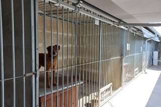 ​W schronisku dla zwierząt w Henrykowie koło Leszna montują markizy. Dadzą psom cień w gorące dni