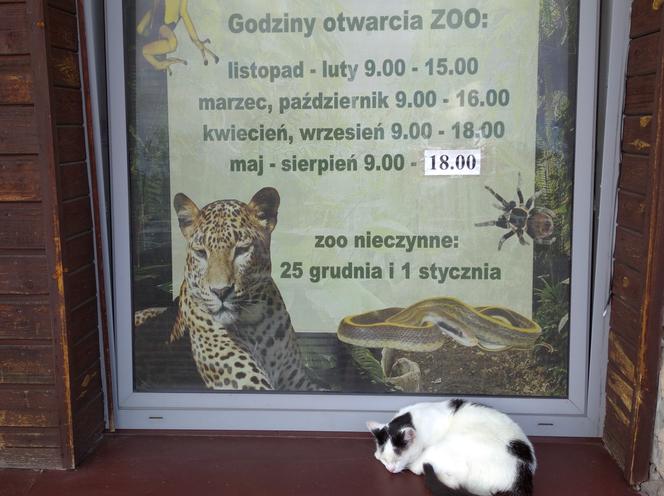 Spacer po zoo w Zamościu