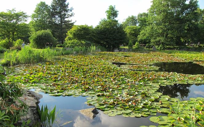 7 najładniejszych ogrodów botanicznych w Polsce. Kiedy je odwiedzić i gdzie są?