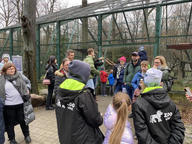 Dzień kota w łódzkim zoo. To doskonała okazja na obserwowanie nowego osobnika